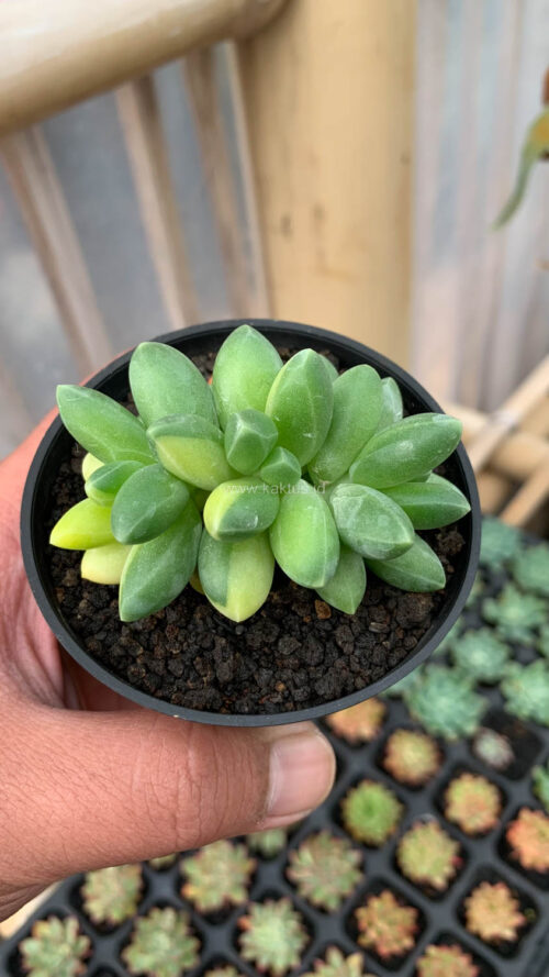 Pachyphytum Compactum Variegated, real gallery image #8 plants. Picture taken directly from kaktus.id community Pachyphytum farmer green houses.