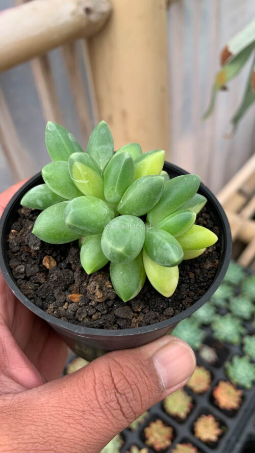 Pachyphytum Compactum Variegated, real gallery image #9 plants. Picture taken directly from kaktus.id community Pachyphytum farmer green houses.
