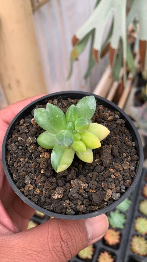 Pachyphytum Compactum Variegated, real gallery image #3 plants. Picture taken directly from kaktus.id community Pachyphytum farmer green houses.