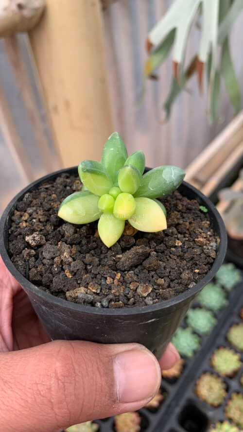 Pachyphytum Compactum Variegated, real gallery image #5 plants. Picture taken directly from kaktus.id community Pachyphytum farmer green houses.