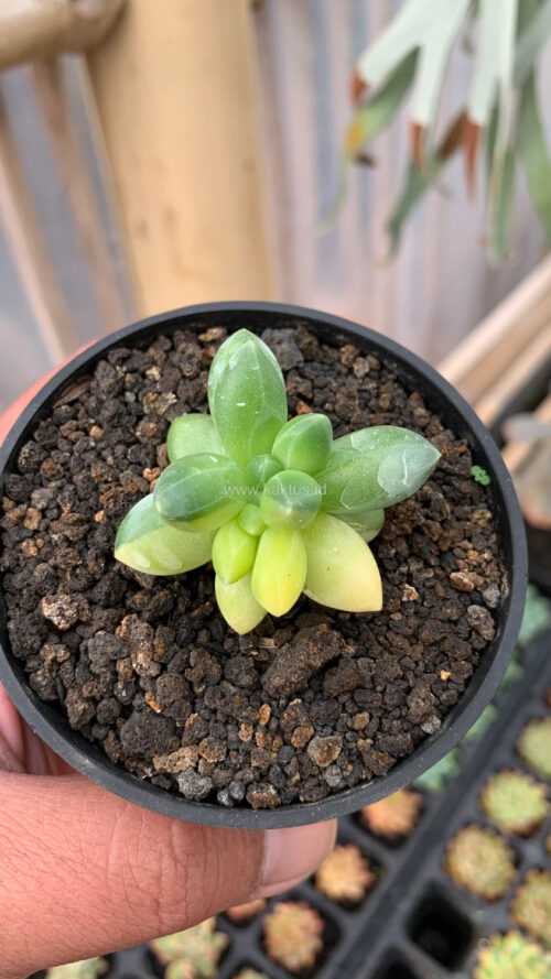 Pachyphytum Compactum Variegated, real gallery image #1 plants. Picture taken directly from kaktus.id community Pachyphytum farmer green houses.