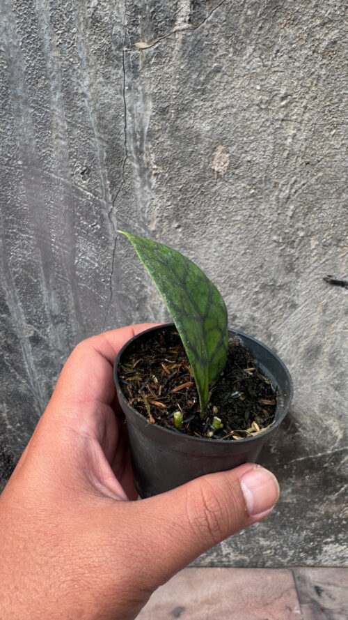 Hoya Finlaysonii, real gallery image #2 plants. Picture taken directly from kaktus.id community Hoya farmer green houses.