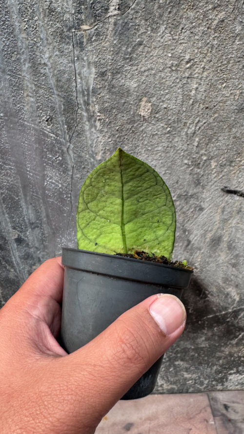 Hoya Finlaysonii, real gallery image #5 plants. Picture taken directly from kaktus.id community Hoya farmer green houses.