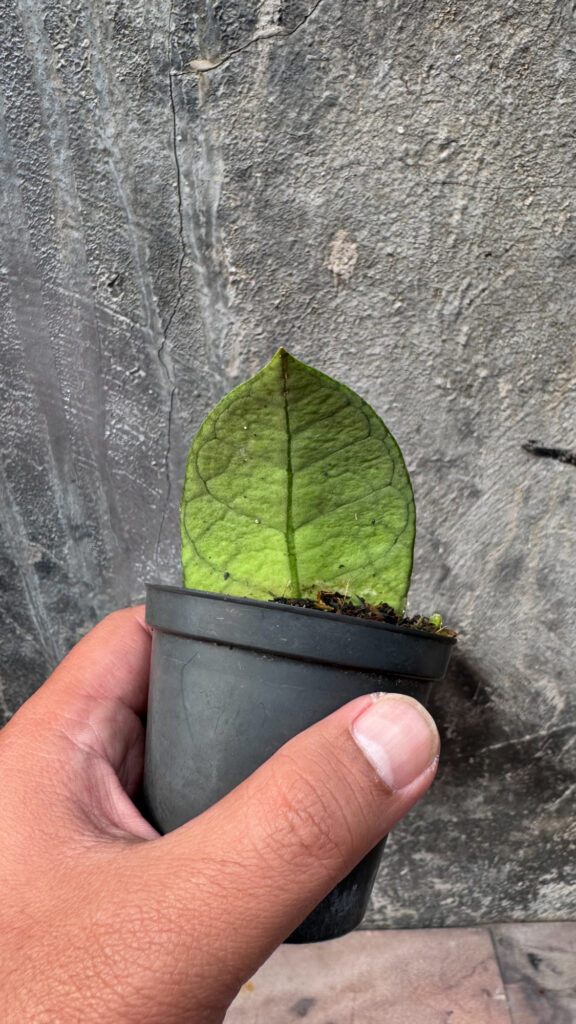 kaktus.id