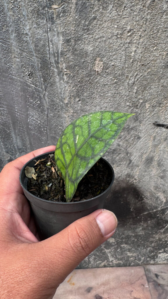 kaktus.id