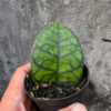 Hoya Finlaysonii, real gallery image #18 plants. Picture taken directly from kaktus.id community Hoya farmer green houses.