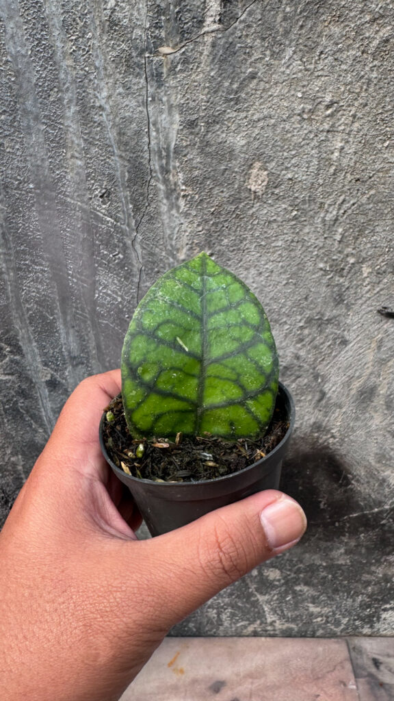 kaktus.id