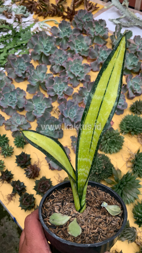 Sansevieria Golden Forscate / Sansevieria California, real gallery image #6 plants. Picture taken directly from kaktus.id community Sansevieria farmer green houses.