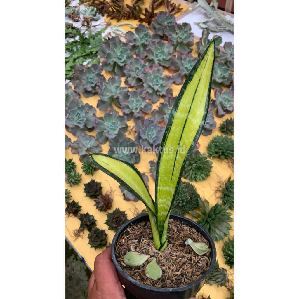 kaktus.id