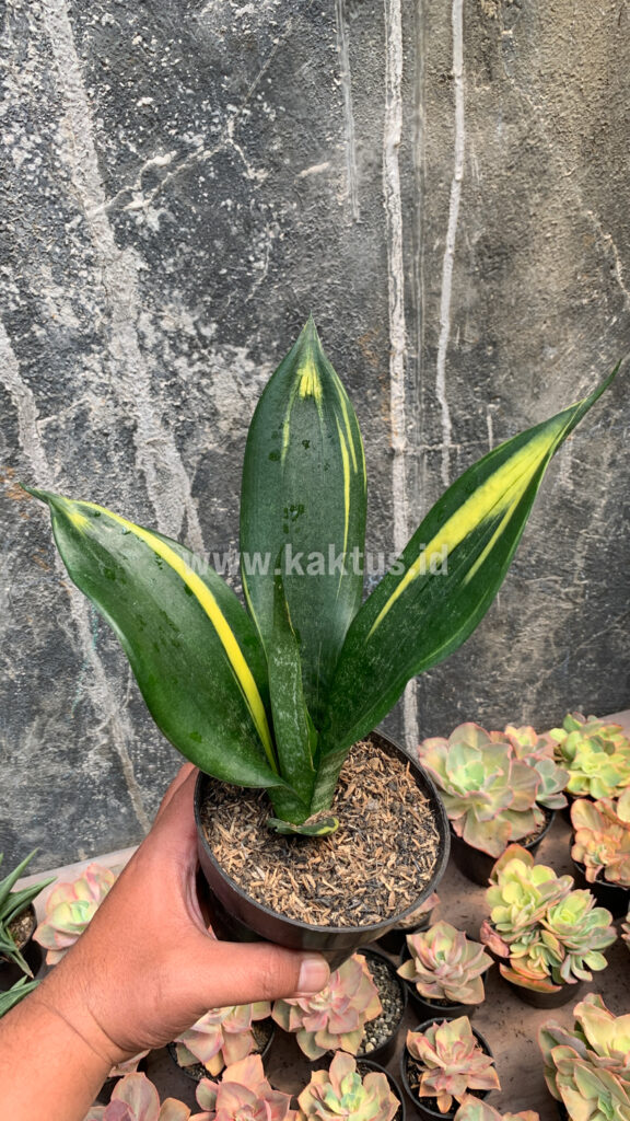 kaktus.id
