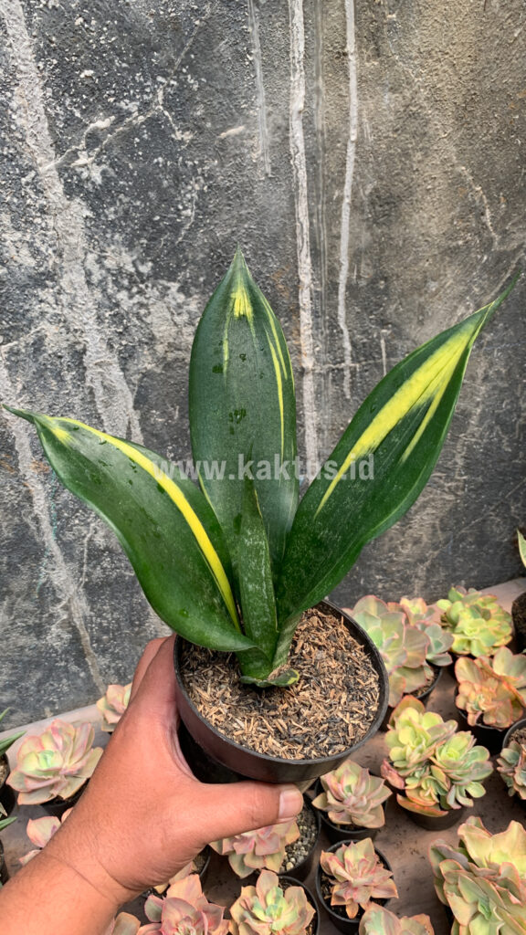 kaktus.id