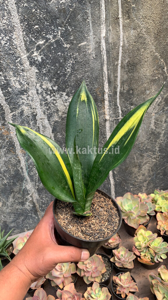 kaktus.id