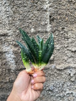 Sansevieria Hahniii Cristata, real gallery image #4 plants. Picture taken directly from kaktus.id community Sansevieria farmer green houses.
