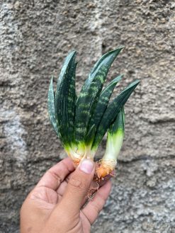 Sansevieria Hahniii Cristata, real gallery image #2 plants. Picture taken directly from kaktus.id community Sansevieria farmer green houses.