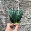 Sansevieria Hahniii Cristata, real feature image plant. Picture taken directly from kaktus.id community Sansevieria farmer green houses.