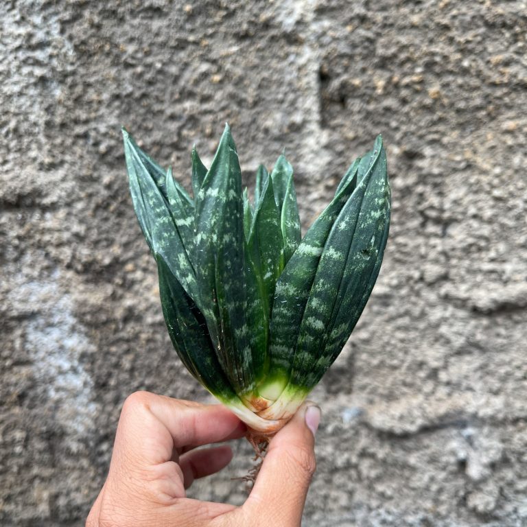 High Quality Sansevieria Beauty Sensation For Sale