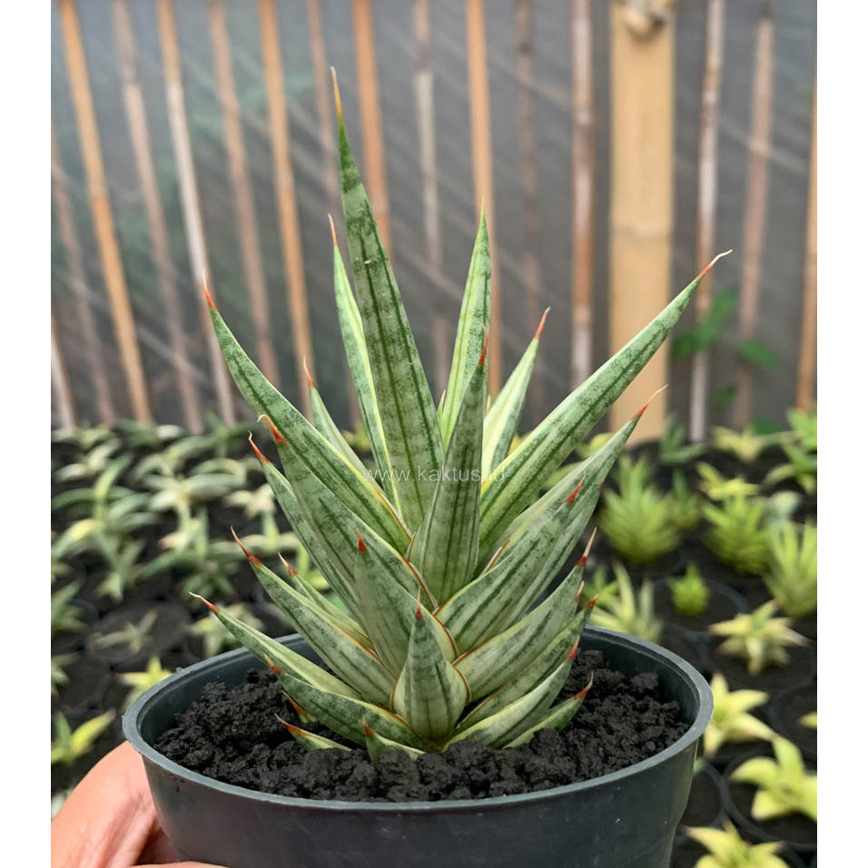 kaktus.id