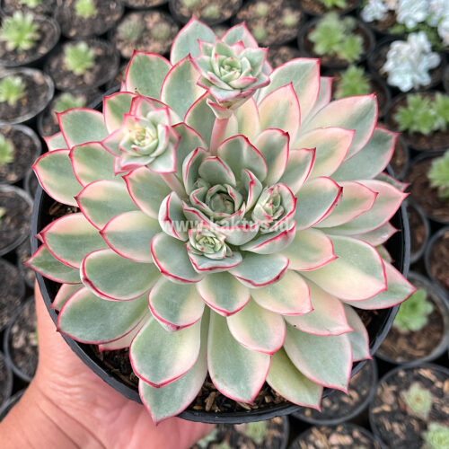 Echeveria Pulidonis White Variegated Size 15 Cm, real gallery image #2 plants. Picture taken directly from kaktus.id community Echeveria farmer green houses.