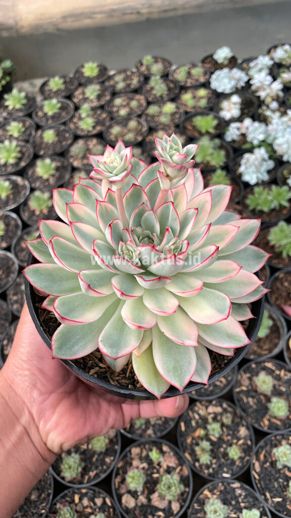 kaktus.id