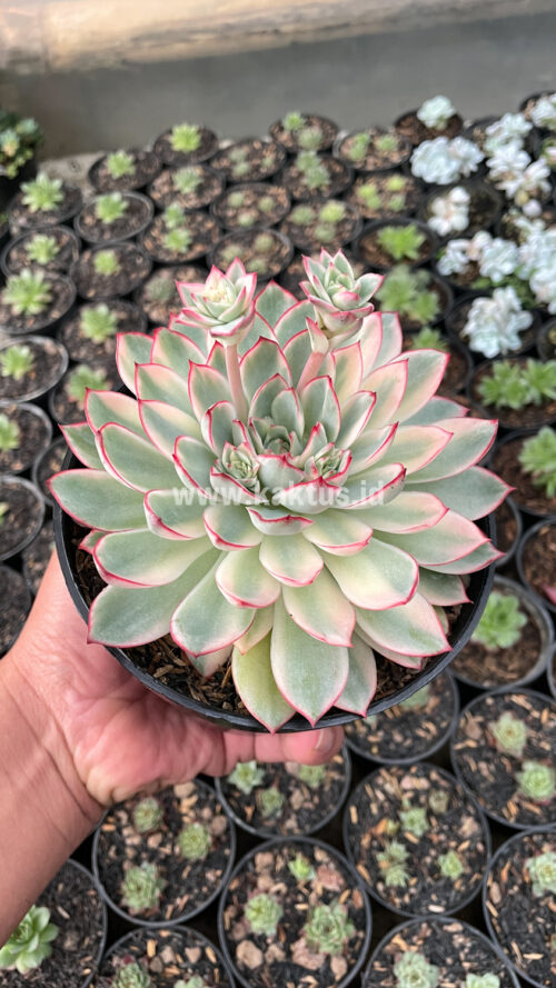 Echeveria Pulidonis White Variegated Size 15 Cm, real gallery image #12 plants. Picture taken directly from kaktus.id community Echeveria farmer green houses.