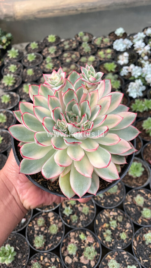 Echeveria Pulidonis White Variegated Size 15 Cm, real gallery image #13 plants. Picture taken directly from kaktus.id community Echeveria farmer green houses.