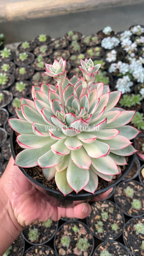Echeveria Pulidonis White Variegated Size 15 Cm, real gallery image #14 plants. Picture taken directly from kaktus.id community Echeveria farmer green houses.