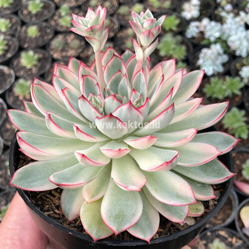 Echeveria Pulidonis White Variegated Size 15 Cm, real gallery image #1 plants. Picture taken directly from kaktus.id community Echeveria farmer green houses.