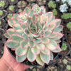 Echeveria Pulidonis White Variegated Size 15 Cm, real gallery image #3 plants. Picture taken directly from kaktus.id community Echeveria farmer green houses.