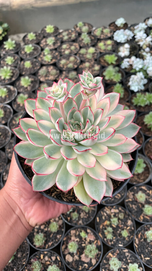 Echeveria Pulidonis White Variegated Size 15 Cm, real gallery image #4 plants. Picture taken directly from kaktus.id community Echeveria farmer green houses.