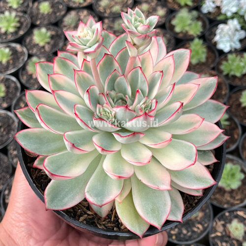 Echeveria Pulidonis White Variegated Size 15 Cm, real gallery image #5 plants. Picture taken directly from kaktus.id community Echeveria farmer green houses.