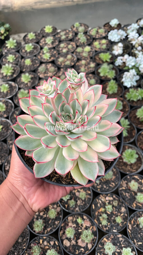 Echeveria Pulidonis White Variegated Size 15 Cm, real gallery image #6 plants. Picture taken directly from kaktus.id community Echeveria farmer green houses.