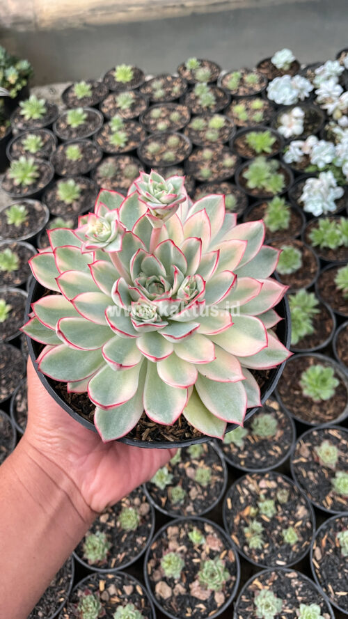 Echeveria Pulidonis White Variegated Size 15 Cm, real gallery image #7 plants. Picture taken directly from kaktus.id community Echeveria farmer green houses.