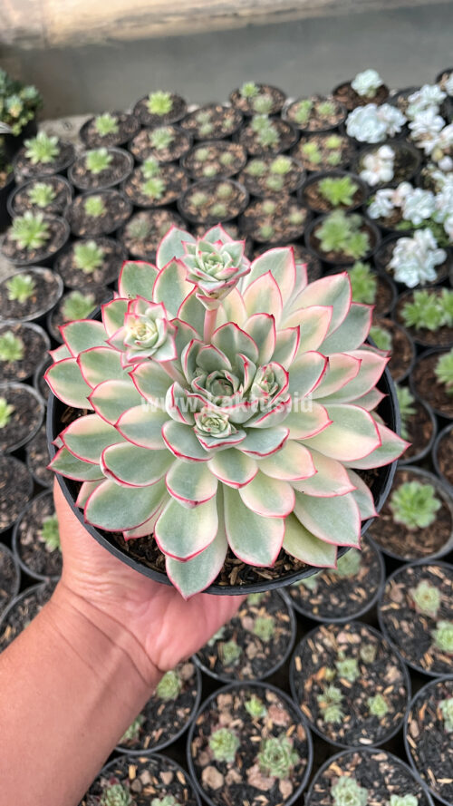 Echeveria Pulidonis White Variegated Size 15 Cm, real gallery image #8 plants. Picture taken directly from kaktus.id community Echeveria farmer green houses.