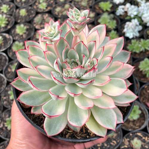 Echeveria Pulidonis White Variegated Size 15 Cm, real gallery image #9 plants. Picture taken directly from kaktus.id community Echeveria farmer green houses.