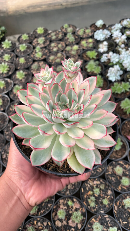Echeveria Pulidonis White Variegated Size 15 Cm, real gallery image #10 plants. Picture taken directly from kaktus.id community Echeveria farmer green houses.
