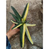 Gasteria Batesianana Brazilian Flag Size 30 Cm, real gallery image #2 plants. Picture taken directly from kaktus.id community Gasteria farmer green houses.