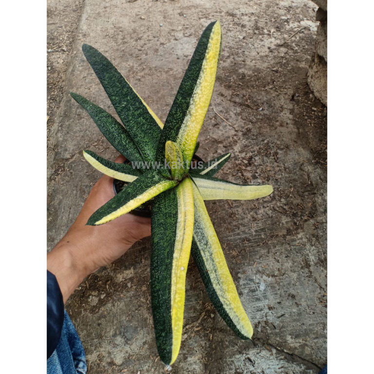 889. Gasteria Batesianana Brazilian Flag Size 30 Cm