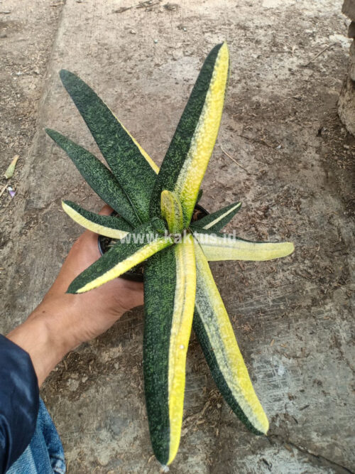 Gasteria Batesianana Brazilian Flag Size 30 Cm, real gallery image #3 plants. Picture taken directly from kaktus.id community Gasteria farmer green houses.