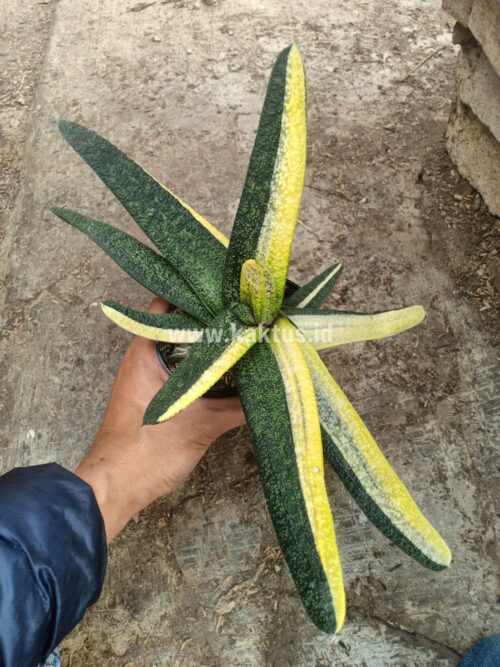Gasteria Batesianana Brazilian Flag Size 30 Cm, real gallery image #4 plants. Picture taken directly from kaktus.id community Gasteria farmer green houses.