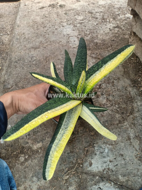 Gasteria Batesianana Brazilian Flag Size 30 Cm, real gallery image #5 plants. Picture taken directly from kaktus.id community Gasteria farmer green houses.