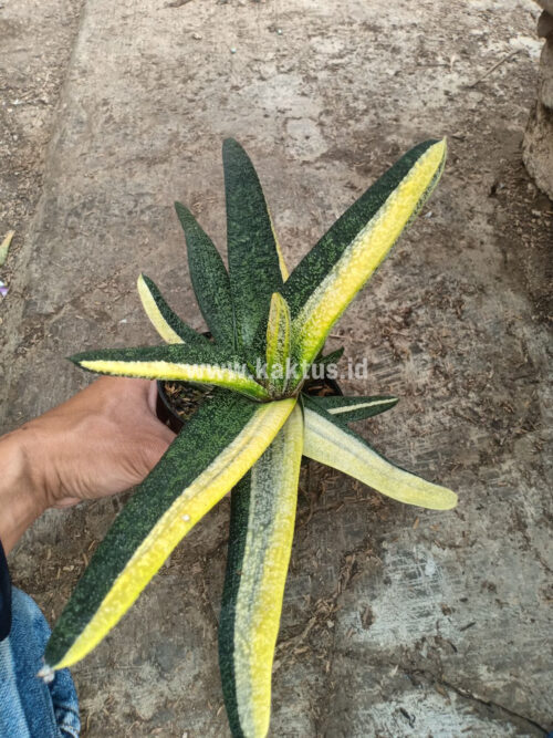 Gasteria Batesianana Brazilian Flag Size 30 Cm, real gallery image #6 plants. Picture taken directly from kaktus.id community Gasteria farmer green houses.