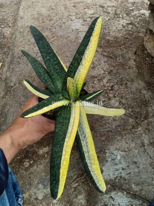 Gasteria Batesianana Brazilian Flag Size 30 Cm, real gallery image #7 plants. Picture taken directly from kaktus.id community Gasteria farmer green houses.