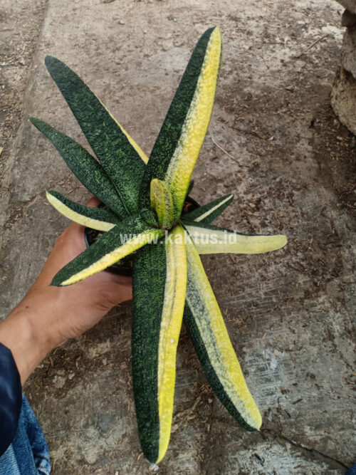 Gasteria Batesianana Brazilian Flag Size 30 Cm, real gallery image #8 plants. Picture taken directly from kaktus.id community Gasteria farmer green houses.