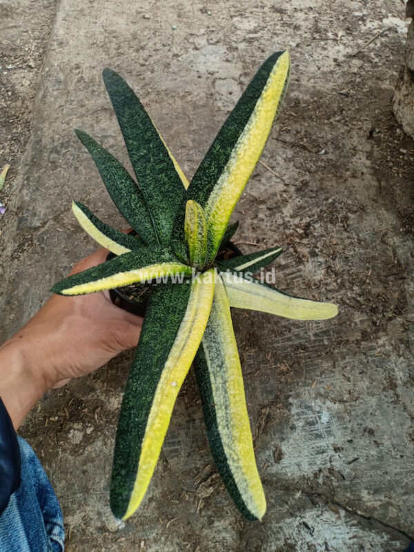 889. Gasteria Batesiana Brazilian Flag Size 30 Cm - Image 2
