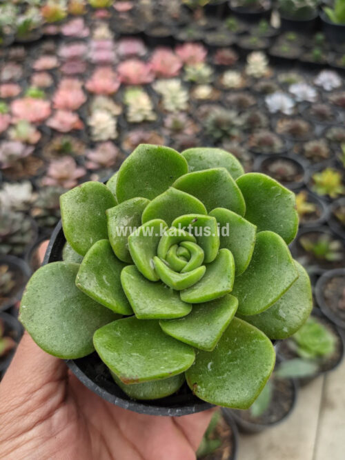 Aeonium Lily Pad, real gallery image #2 plants. Picture taken directly from kaktus.id community Aeonium farmer green houses.