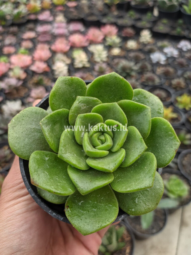 kaktus.id