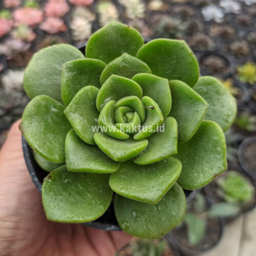 Aeonium Lily Pad, real gallery image #6 plants. Picture taken directly from kaktus.id community Aeonium farmer green houses.