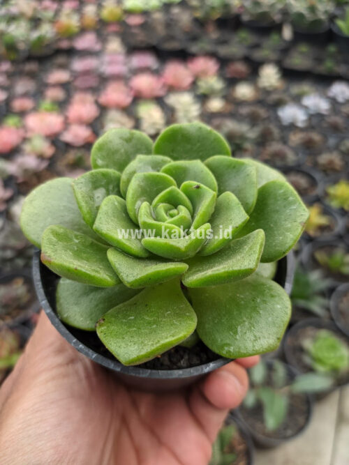 Aeonium Lily Pad, real gallery image #5 plants. Picture taken directly from kaktus.id community Aeonium farmer green houses.
