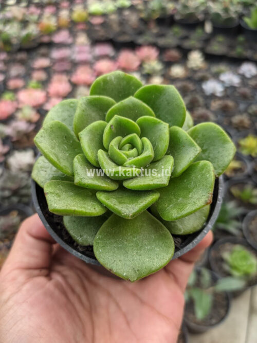 Aeonium Lily Pad, real gallery image #4 plants. Picture taken directly from kaktus.id community Aeonium farmer green houses.