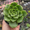 Aeonium Lily Pad, real gallery image #7 plants. Picture taken directly from kaktus.id community Aeonium farmer green houses.